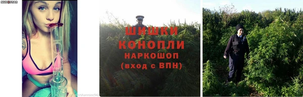 каннабис Беломорск